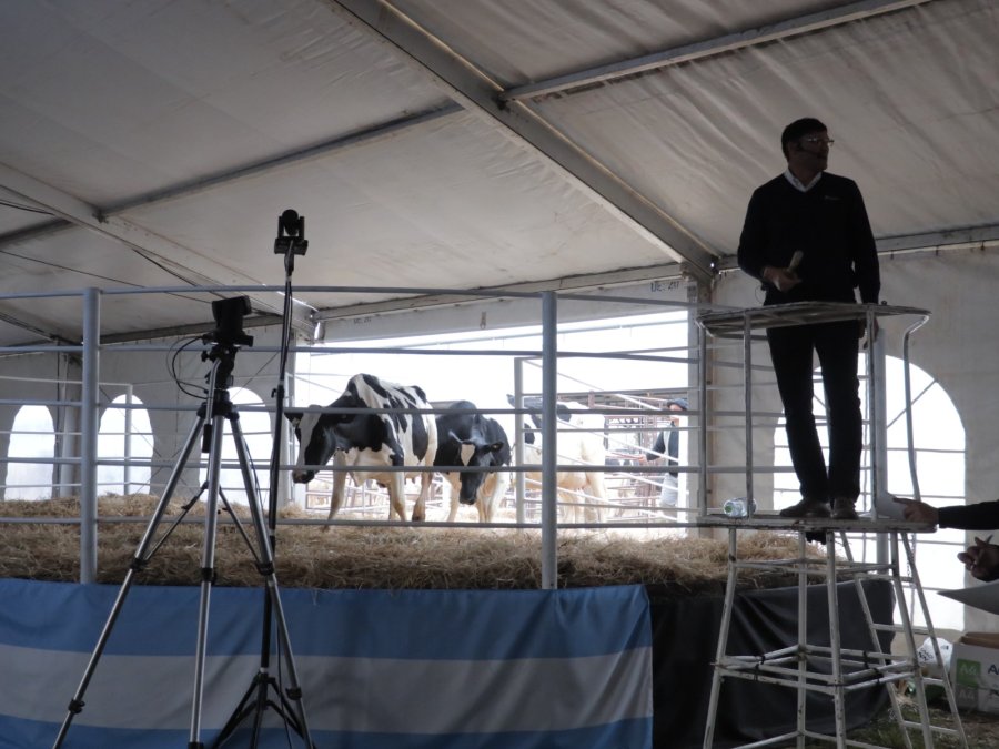 CONCURRIDO. Unas 600 personas participaron del remate que se realiz&oacute; el viernes en Carlos Pellegrini.