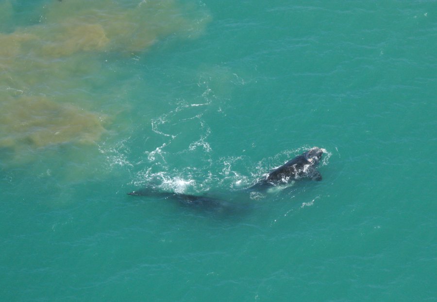 Avistaje de ballenas, otro atractivo que se suma a las costas Atl&aacute;nticas.