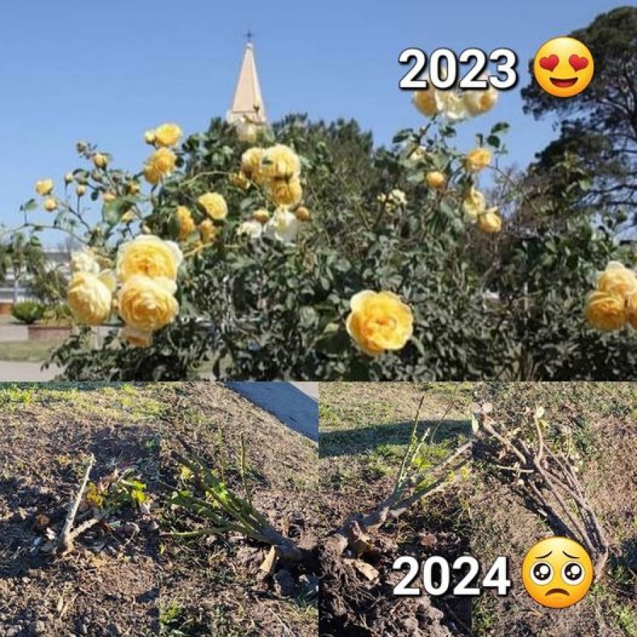 Las que m&aacute;s sufrieron, las plantas de rosas.