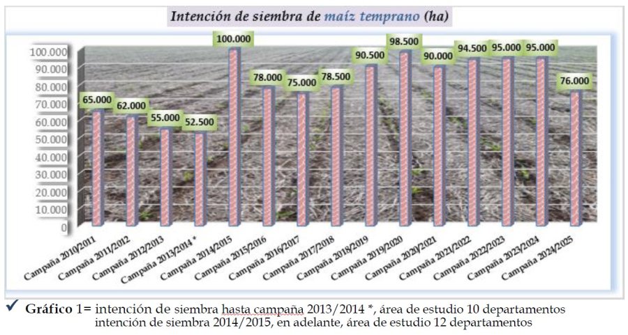 INTENCIÓN. Claramente la primera de las estimaciones de la BCSF para maíz temprano, es menor.