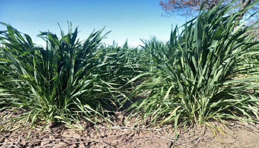BUEN ESTADO. Los trigos en nuestra regi&oacute;n se ven bien, aunque necesitan un poco m&aacute;s de agua.