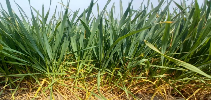 PREOCUPACI&Oacute;N. En septiembre las lluvias se ausentaron en varias zonas y la falta de agua le pasa factura al trigo.