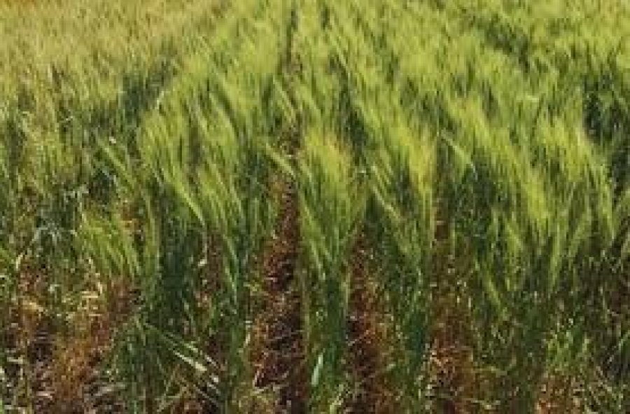 D&Eacute;FICIT. La escasa aplicaci&oacute;n de nutrientes sumado a la seca, denotan debilidad en el cultivo.