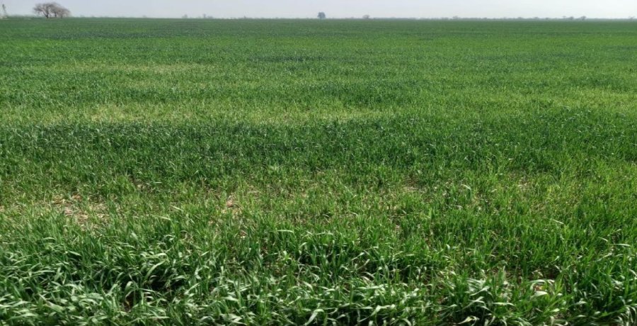 ESTR&Eacute;S. Los lotes de trigo en nuestra regi&oacute;n evidencian en su coloraci&oacute;n, una falta de lluvias notable.