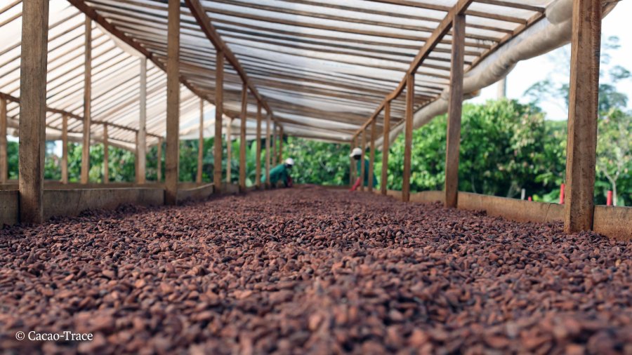 Cacao elemento base del popular alimento.