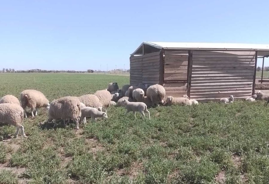 REGI&Oacute;N. Las experiencias regionales y agregado de valor de las razas ovinas, llegan a la Rural.