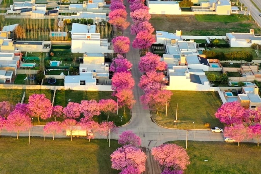 MÁS DE LA PRIMAVERA. Los colores reinan en las avenidas.