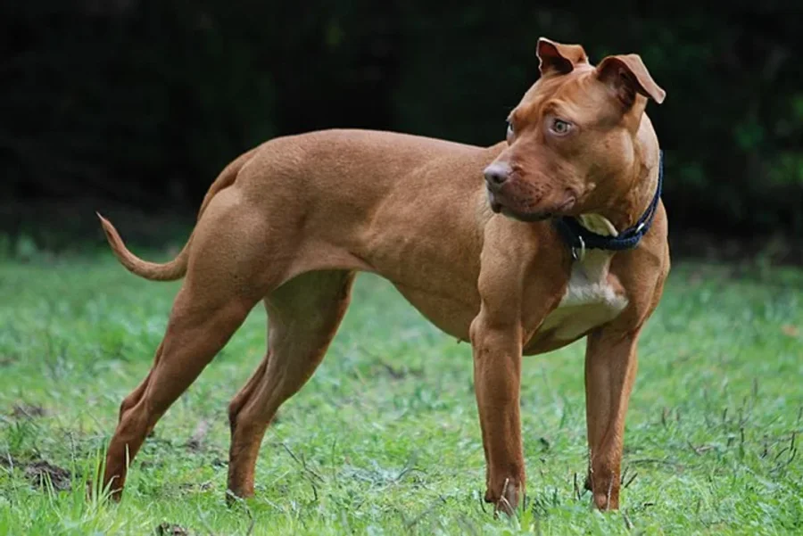 Perros de raza Pitbull volvieron a atacar seres humanos en San Crist&oacute;bal y en la ciudad de C&oacute;rdoba.