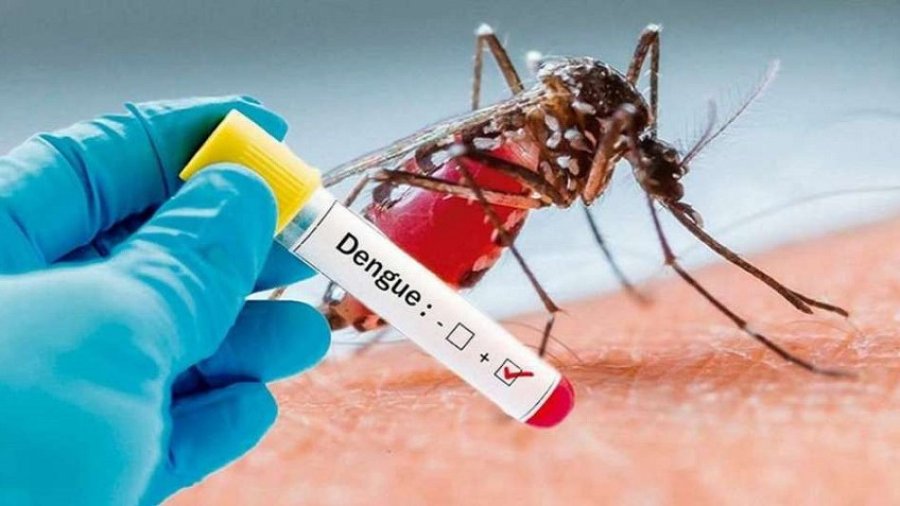 AEDES AEGYPTI. Descubren tres nuevas variantes del mosquito transmisor del dengue.