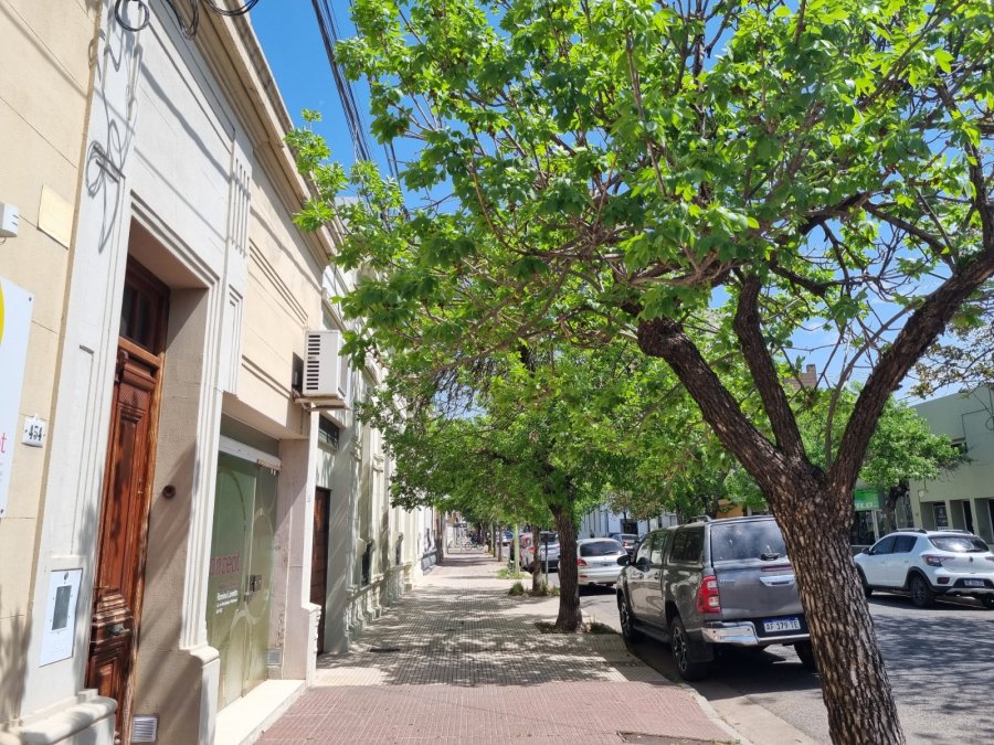 Los &aacute;rboles mejoran la calidad ambiental de la ciudad.
