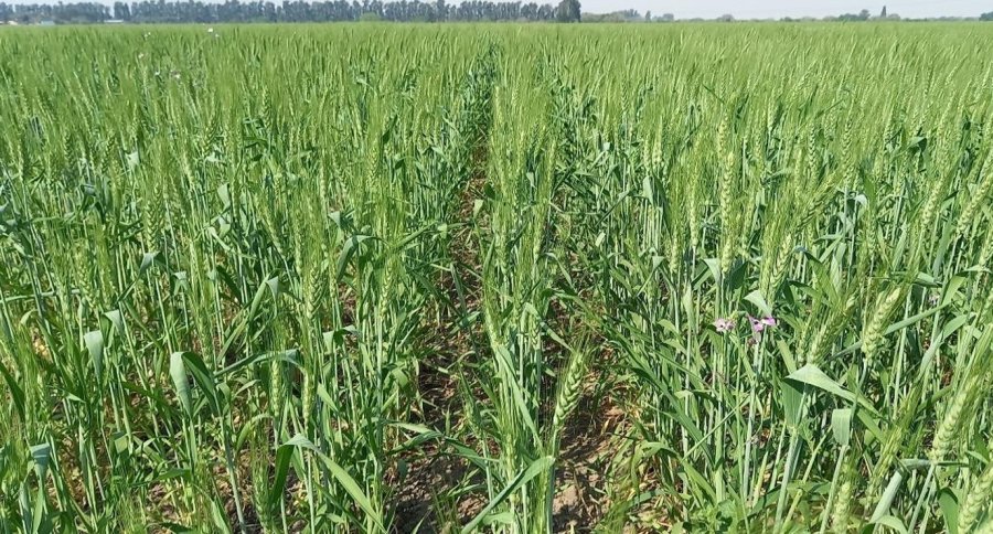 Algunos lotes mantienen buena humedad en los suelos pero lejos est&aacute; de una situaci&oacute;n ideal.