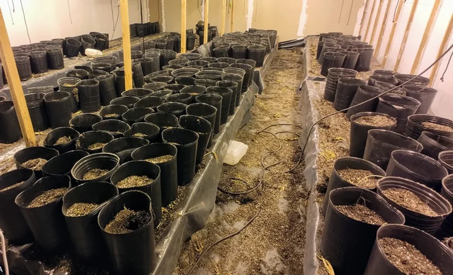 El gran galp&oacute;n donde se cultivaba la marihuana se encuentra en el barrio rosarino de Villa Moreno.