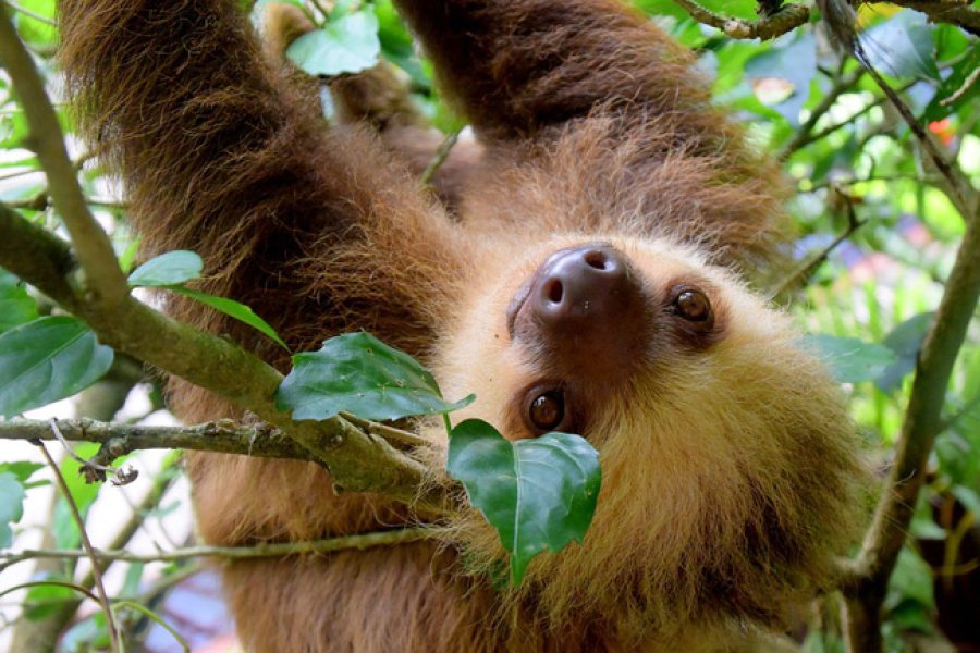 Los perezosos son animales d&oacute;ciles, t&iacute;midos e inocentes, que suelen despertar ternura en todas aquellas personas que los observan.