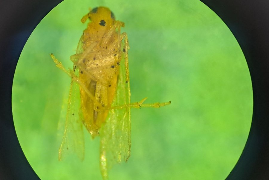 DETECCI&Oacute;N. Aparece en el norte un nuevo insecto denominado "chicharrita africana".