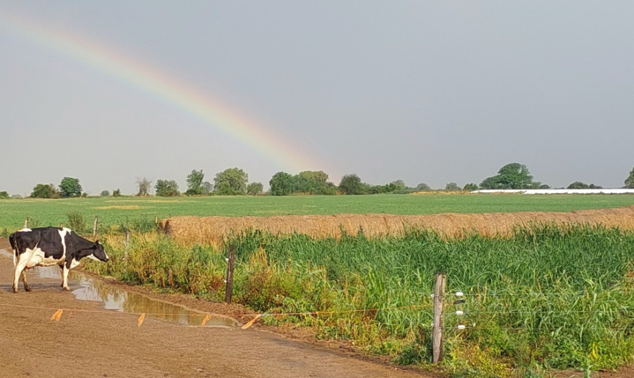 QUE NO SE CORTE. Las lluvias se pegaron una vuelta por la zona esta semana. El campo, agradecido.