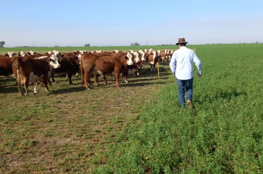ESENCIAL. El cultivo de alfalfa en nuestra regi&oacute;n se encuentra en pr&aacute;cticamente todos los sistemas de producci&oacute;n.