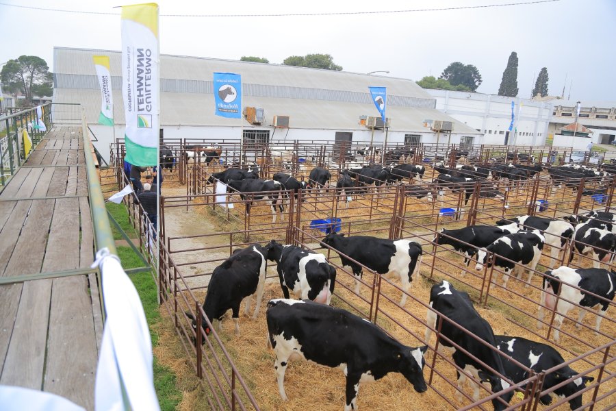 La subasta de la Cooperativa Lehmann en la Rural de Rafaela ser&aacute; con inscripci&oacute;n previa.