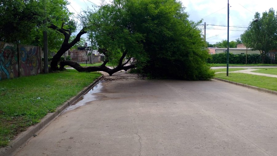 El frondoso &aacute;rbol perdi&oacute; uno de sus troncos centrales en barrio Mart&iacute;n Fierro.