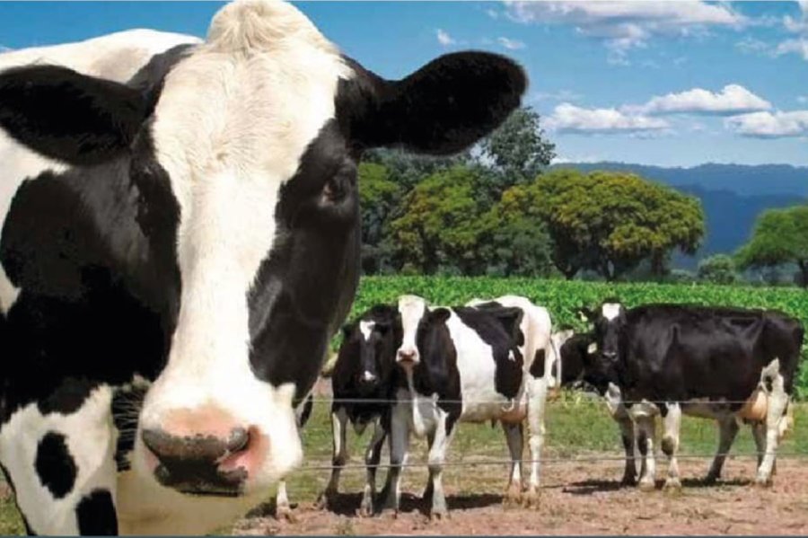 Caba&ntilde;eros, criadores y productores tamberos compartir&aacute;n una cena en cuyo transcurso saldr&aacute;n a venta vacas en producci&oacute;n, vaquillonas paridas y pre&ntilde;adas, terneras seleccionadas sin servicios.