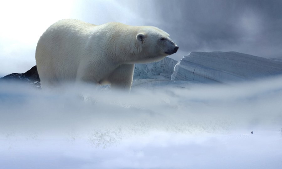 El bienestar animal se ha incluido en los Objetivos del Desarrollo Sostenible para 2030.