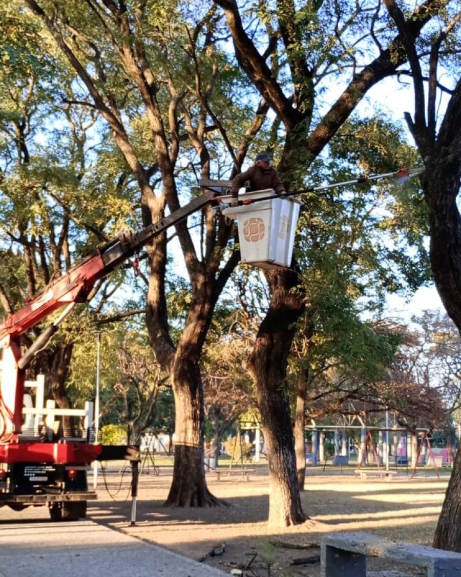 Operarios municipales laborando sobre un a&ntilde;oso ejemplar afectado por la tormenta.