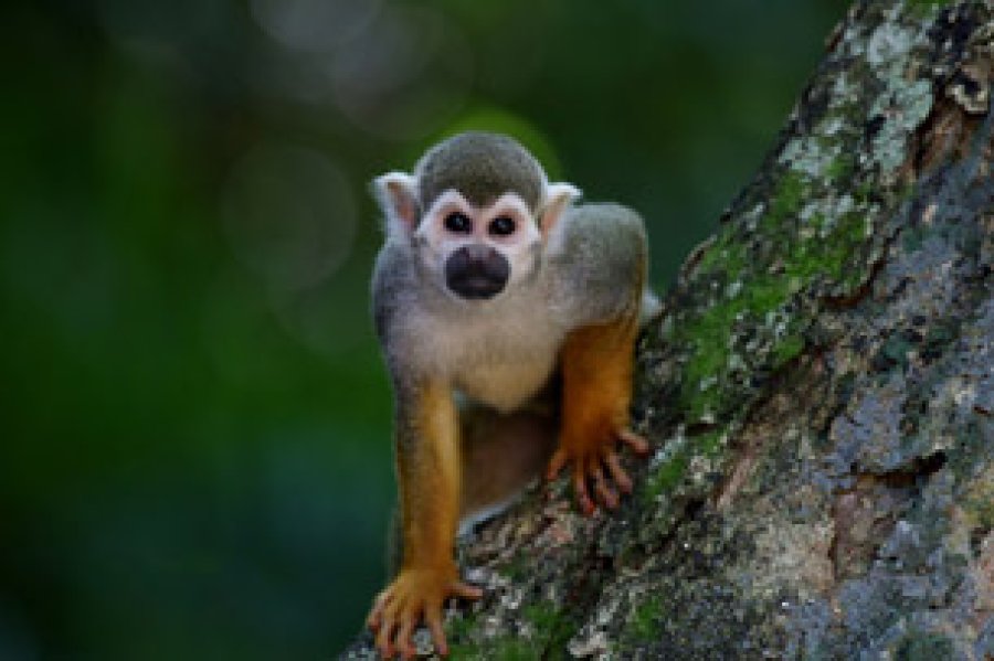 Estos animalitos son capaces de deprimirse, sentir mucha tristeza y hasta en ocasiones morir de amor.