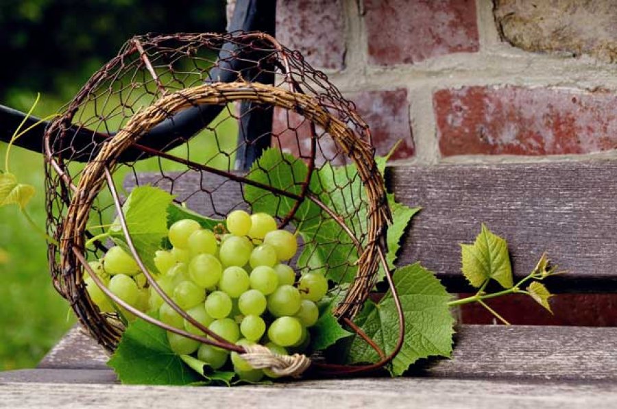 Un exceso en la producci&oacute;n hizo nacer la tradici&oacute;n de consumir las 12 uvas.