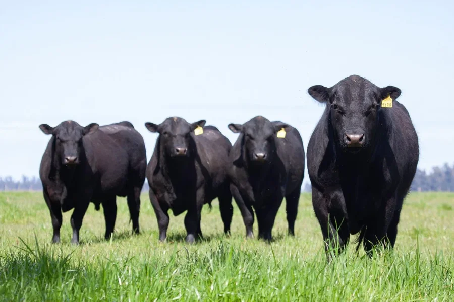 Se trat&oacute; de seis animales de razas Brangus y Aberdeen Angus. El condenado encubri&oacute; el abigeato vendiendo los animales.