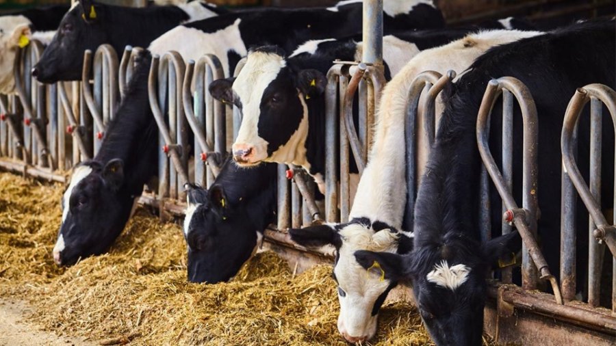INVERSI&Oacute;N. Hasta 200 millones de pesos podr&aacute;n pedir los productores que deseen ampliar sus orde&ntilde;os