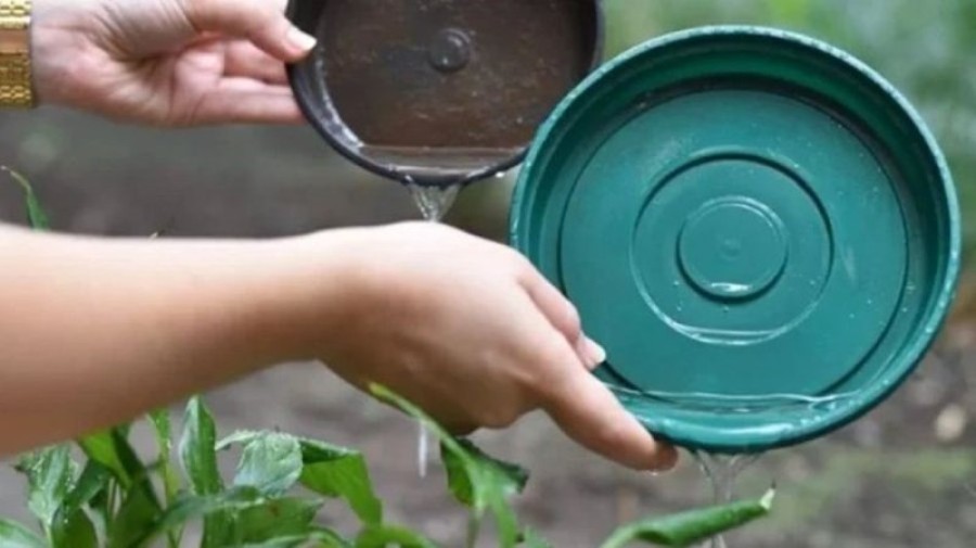Acciones para prevenir el dengue.