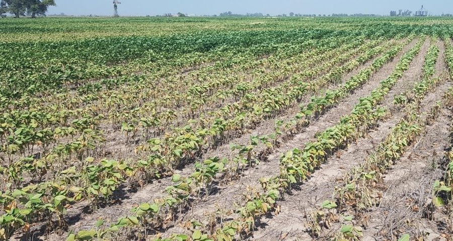 AFECTADOS. Los lotes de soja en la regi&oacute;n evidencian el impacto de las olas de calor y la falta de humedad.