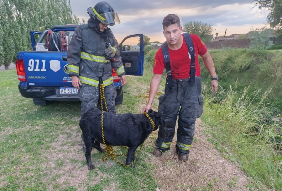 El bombero rafaelino que salv&oacute; al perro Labrador de una trampa mortal.