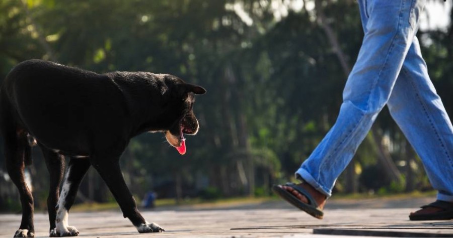 La agresi&oacute;n se produjo cuando el damnificado paseaba con su caniche toy y fue atacado por un perro de mayor tama&ntilde;o, semejante a un pitbull.