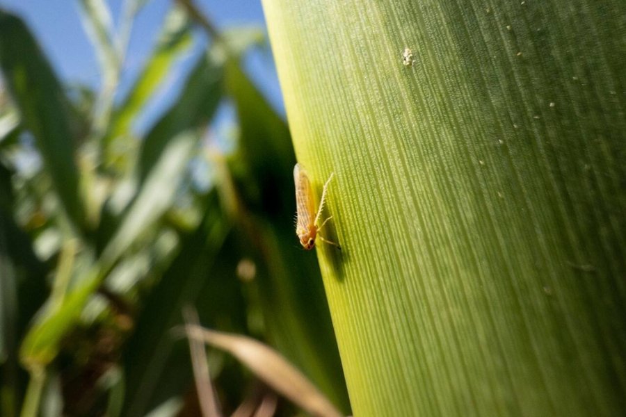 INVASOR. El insecto que caus&oacute; estragos en la campa&ntilde;a maicera pasada, ahora afortunadamente lleg&oacute; tarde