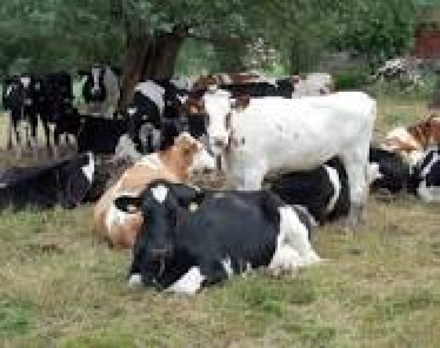 Los productores afectados por la sequ&iacute;a tendr&aacute;n la posibilidad de acceder a los cr&eacute;ditos.