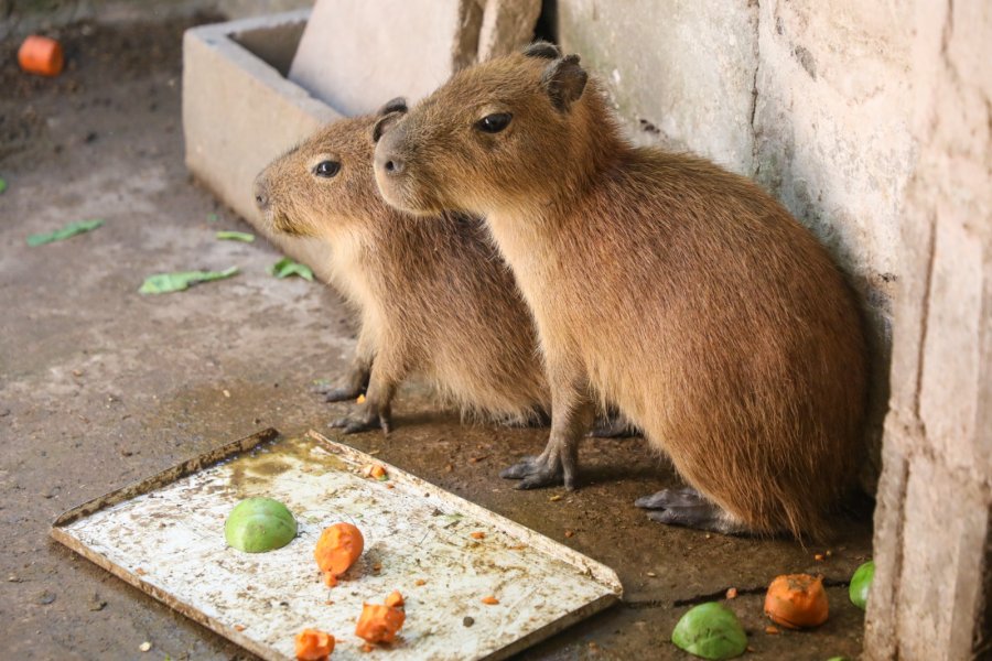 En esta semana liberaron un carpincho que era tenido como mascota y una familia de monos caray&aacute;.