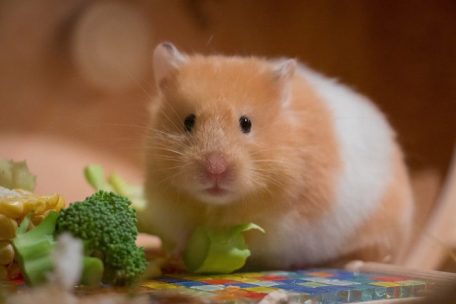 Es una fecha destinada a celebrar las distintas variedades de estos peque&ntilde;os animales.