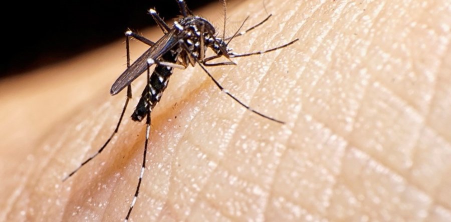 MEDIDAS DE PREVENCION. El gobierno provincial recomienda los cuidados a tener en cuenta para evitar la infecci&oacute;n del dengue durante este fin de semana largo.