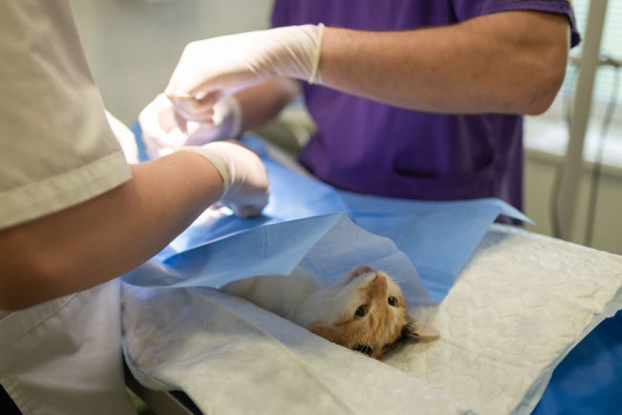 El veterinario ejerce un rol fundamental en la salud de las mascotas.