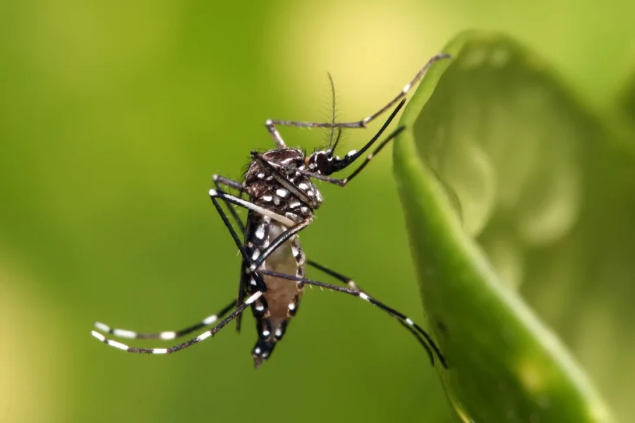 Aumentan los casos de dengue en Santa Fe.