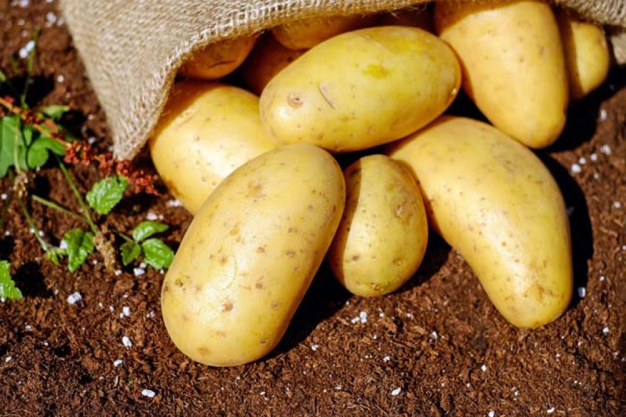 Los vegetales representan el 80% de los alimentos que consumimos.