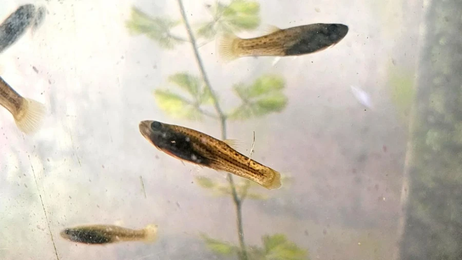 Los peces "Madrecitas del agua".