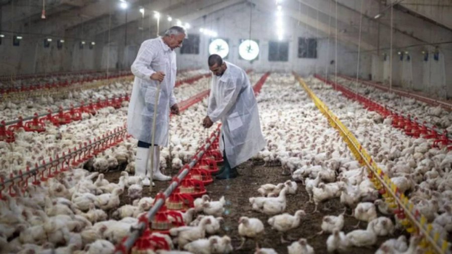 GRIPE AVIAR. Brasil instala siete barreras sanitarias en R&iacute;o Grande do Sul.
