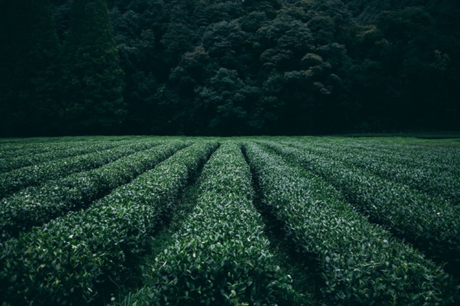 Plantaci&oacute;n de t&eacute;.