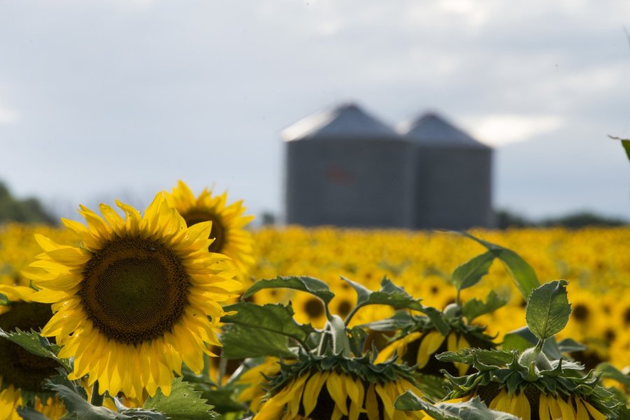 R&Eacute;CORD. Santa Fe es una de las provincias que integra el podio de provincias girasoleras.