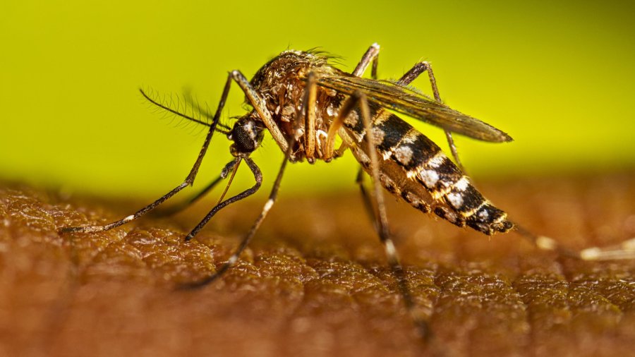 Gran baja de casos de dengue en la provincia.