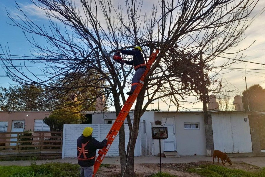 Todas las acciones se desarrollan conforme a lo dispuesto por la Ley Provincial del &Aacute;rbol N&ordm; 13.836 y la Ordenanza Municipal N&ordm; 2636.