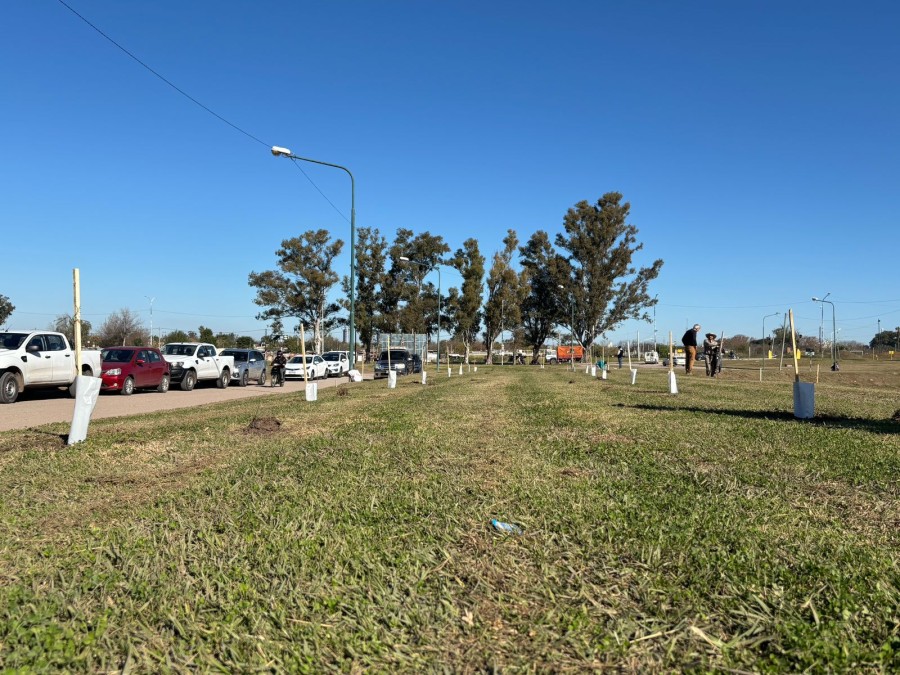 Saputo don&oacute; 200 ejemplares de Algarrobo.