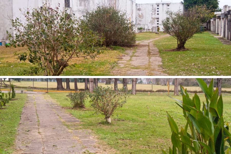 Entre las acciones destacadas, se incluye la plantaci&oacute;n de dietes.