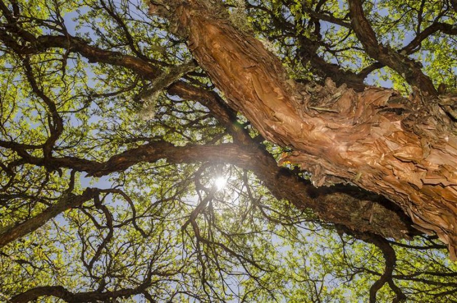 Se llama a reconocer el rol vital de los bosques andinos en la generaci&oacute;n de agua y la conservaci&oacute;n de la biodiversidad.
